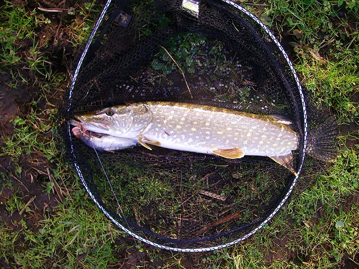 This pike was keen and took my herring straight away.