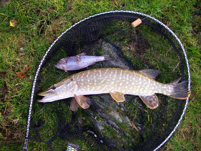 The bait's not too big for the pike but it makes small ones tricky to hook.