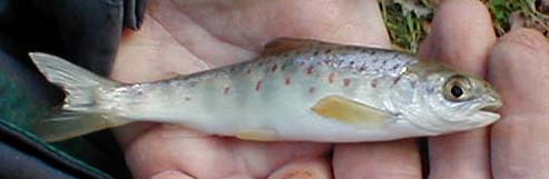 These greedy little fish should be avoided if possible, particularly in these days of declining salmon stocks.  Trout parr are similar but have reddish adipose fins.