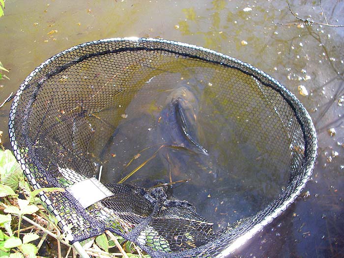 This one took a bit longer to tempt but was similar in size to the first.  I just unhook them in the net and let them swim away.
