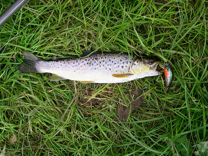 This one took within inches of the far bank and was heavily spotted.