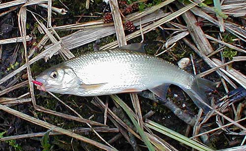 Male dace have really rough skins at this time of year while the females are plumper and much more slippery.