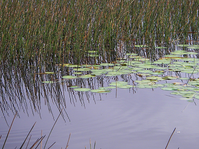 Reeds and lily pads covered 95% of the water surface.