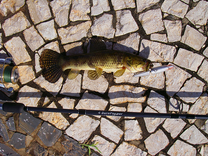 My first trahira taken on a J11 Rapala, a cause for celebration (well, we thought so).