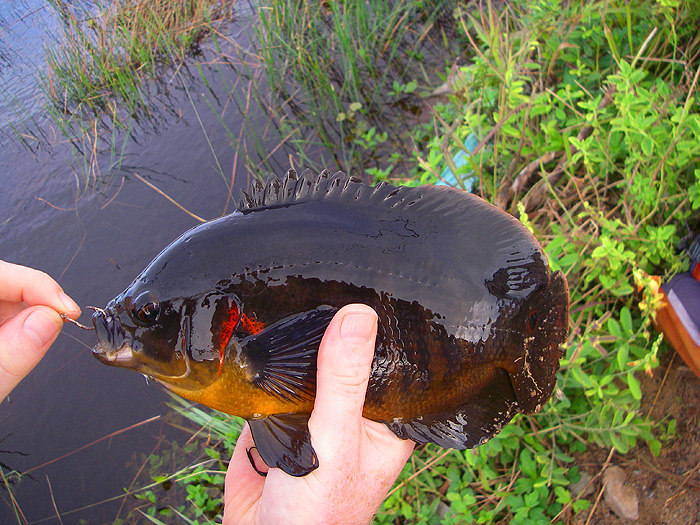 Another interesting fish that fell to livebait.