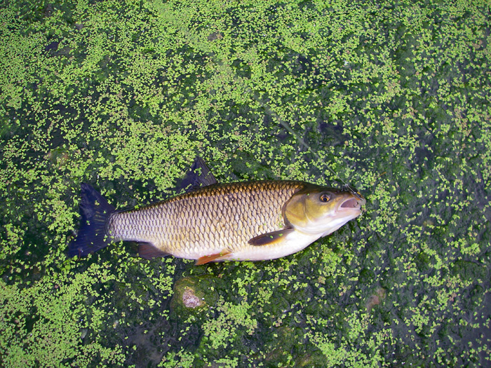 A lovely, fat fish.  Perhaps I should do a bit more fly fishing for them.  Look at that duckweed!