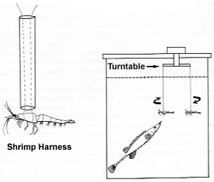 12. Experiment designed to show how the fifteen-spined stickleback selects its prey.