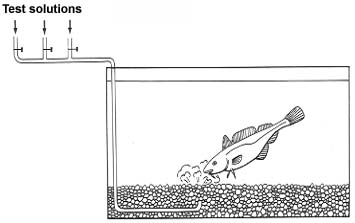 14. Experiment to show how the cod distinguishes food scents.