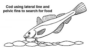 15. The cod, using chin-barbel and pelvic fins as feelers to detect food lying on or under the 'sea-bed'.