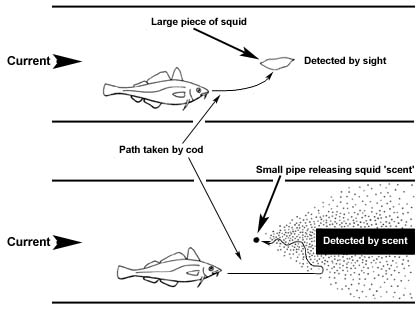 16. Experiment to show how the cod detects its food using both sight and 'smell'.