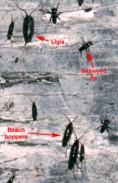 Beach hoppers, seaweed flies and slaters (Ligia) will scale the foot of a cliff to escape from high tides and rough seas.