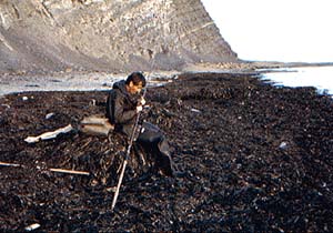 Setting up while seated on a large seaweed midden.