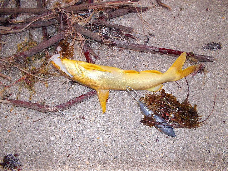 Another nice fish for Richard.