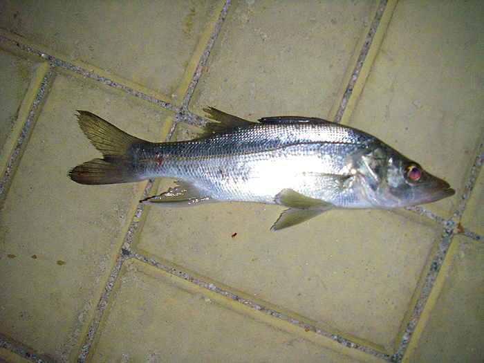 One of the smaller species of snook but a welcome first fish for us.