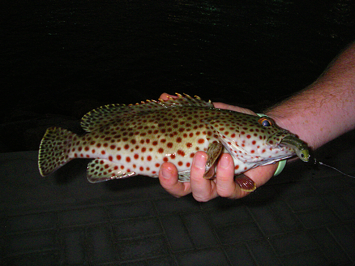 No monster but a beautiful fish nonetheless.