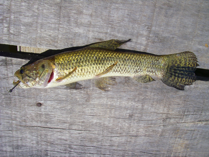 One of the smaller victims of our spicy sausage.