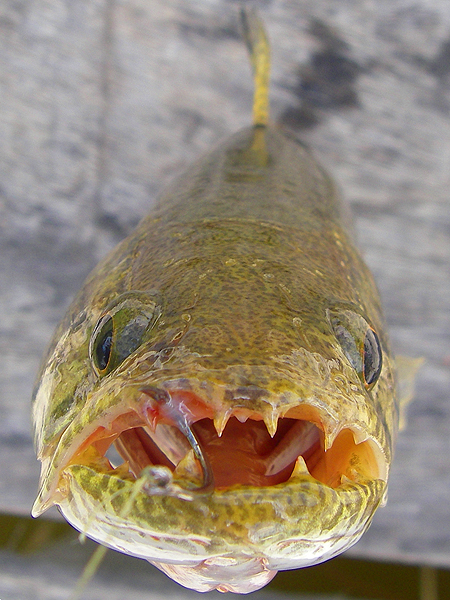 Difficult to engage however you try to set the hook.