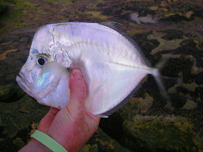 It's always a pleasure to catch fish like these.