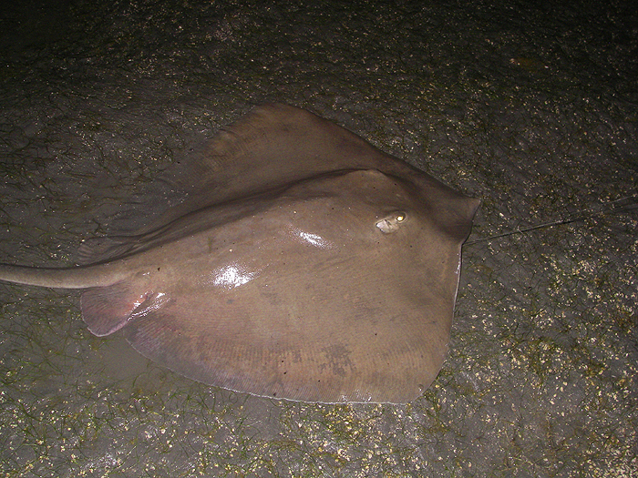 We were both shattered by the time we beached this fish.