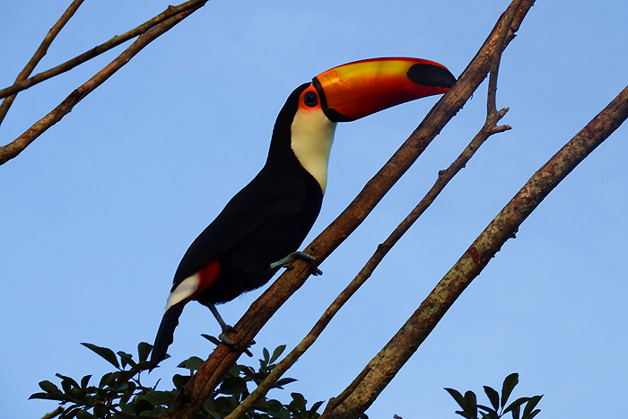 They used to be most famous for the Guinness advert.