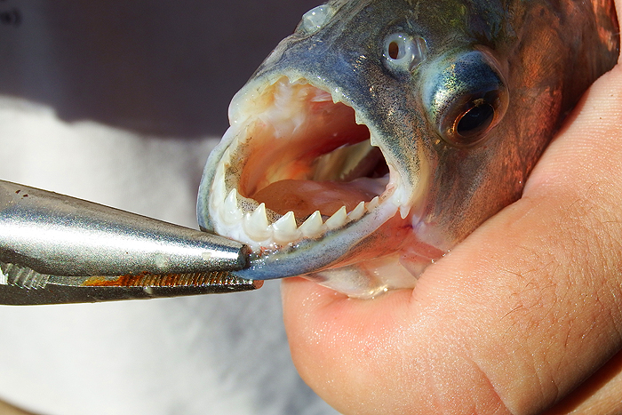 This is what does the damage.  Richard says that the inside of the mouth is rock hard, so hooks don't penetrate.