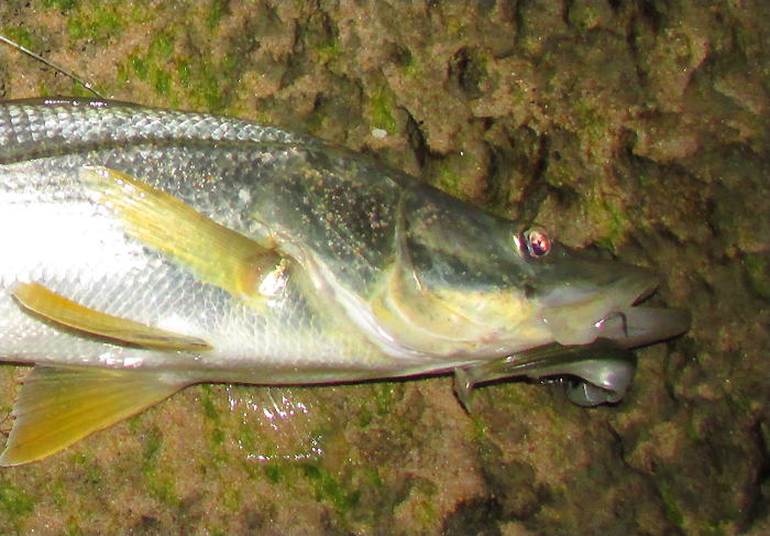 Another spotty monster.