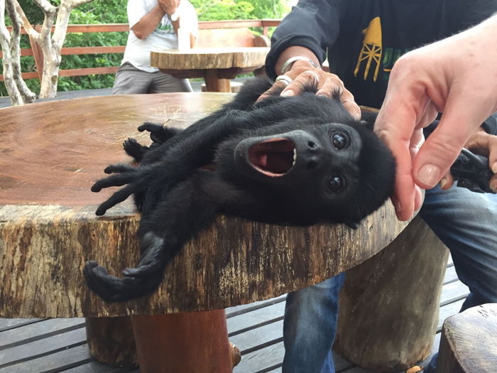 Another spotty monster.