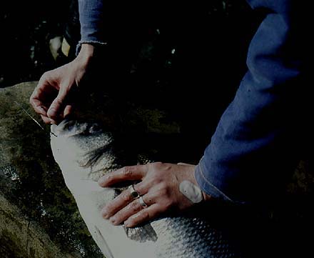 Alan unhooks a good bass taken, on bait, at short range.