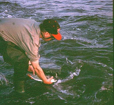 It's a good feeling to see fish swim away - if you don't want to eat them.