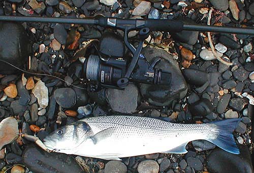 'Paddling about in the sea' and casting a floating plug is an excellent way to find the fish.