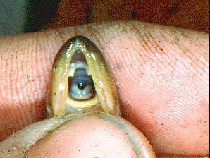 Large rasping teeth - just right for a parasitic fish.