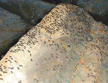 The seaweed fly Coelopa frigida is abundant all along the south coast.