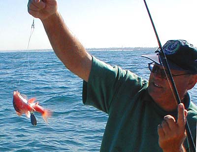 These are similar to our own red mullet and big ones make good eating.