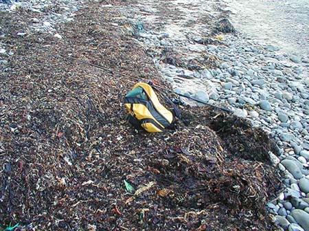 Weed piles attract seaweed flies which attract fish to take the maggot fly.