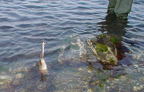 It is worth replacing the tail treble with a smaller one if you want to catch wrasse.  Crayfish imitations seem to be even more effective for these fish.