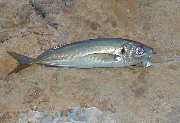 Rich caught this one by float fishing a strip of mackerel.