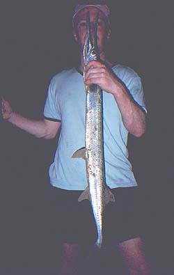 Houndfish (tropical garfish) grow big and fight like hell!