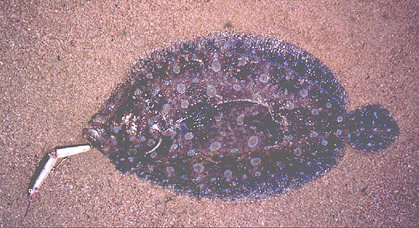 This peacock flounder took a J11 Rapala fished near the sandy seabed in the heat of the day.