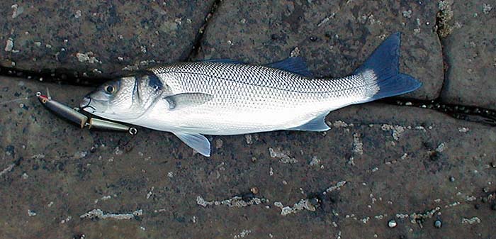 The shallow diving plug is a good reliable standby and will catch bass in many conditions.