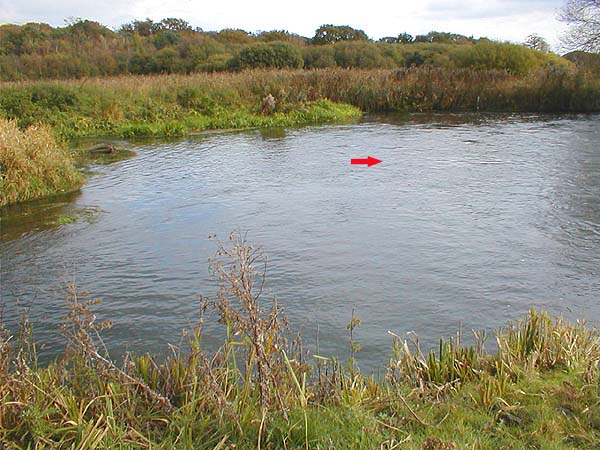 The red arrow shows where the fish took. The water is about a metre deep and fairly turbulent with a gravel bed. The tail of the pool is on the left.