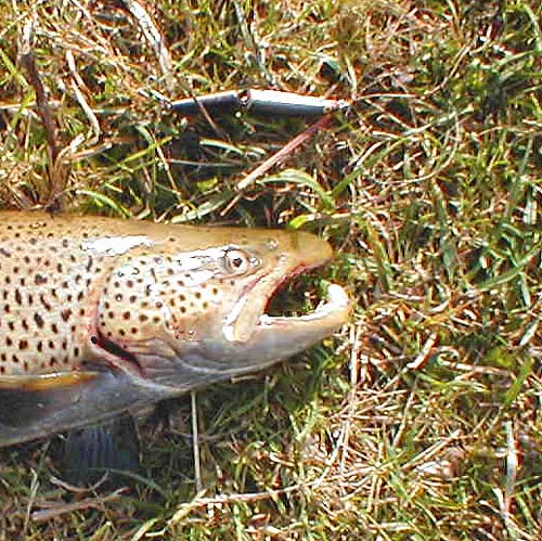 The 11 centimetre plug is by no means too big for fish like this. Even small seatrout will feed heavily on salmon smolts longer than the lure.
