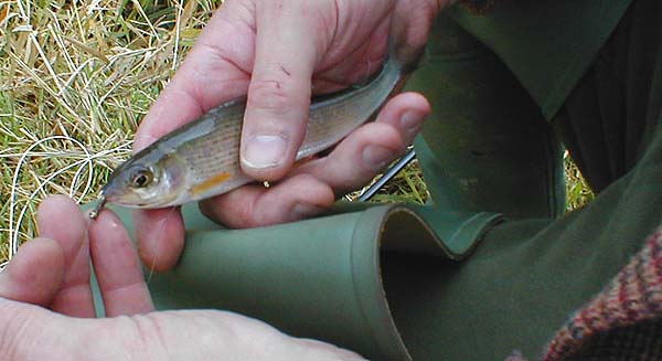 Well hooked on the goldhead fly.