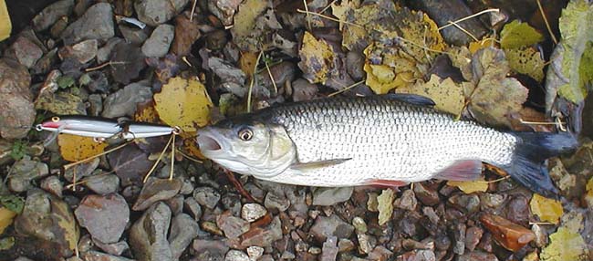 I used to think that tiny lures would catch most chub but even ones of this size are greedy and don't seem to mind the colour.