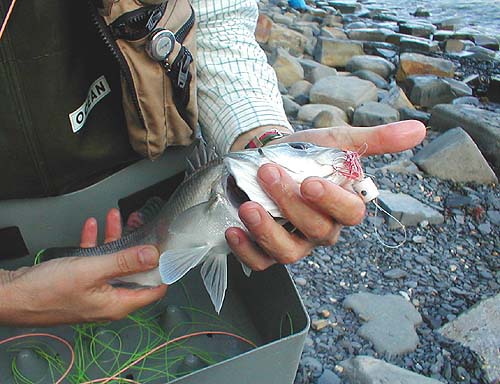 Little fish like this give good sport on fly gear but even the keenest saltwater fly man would hate to think that there were no big fish out there.