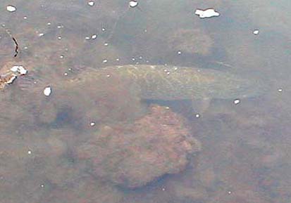 Pike are an amazing combination of camouflage, acceleration and teeth.