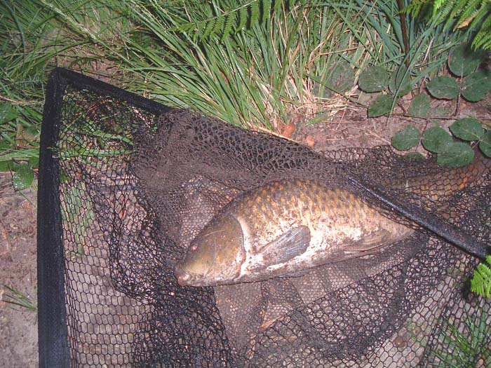 This one took a lump of crust in the middle of a reed bed.