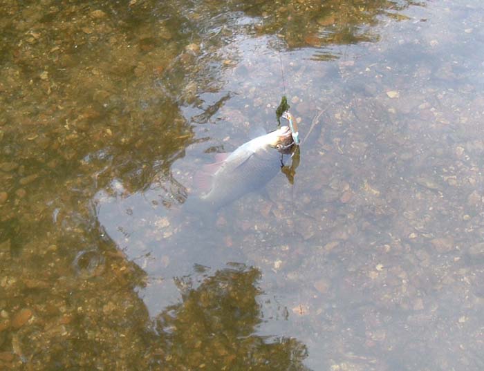 A bit clearer picture once the fish had quietened down.