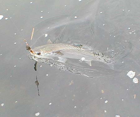 These fish, virtually uncatchable on most normal tactics, are suckers for a rag-baited spoon.