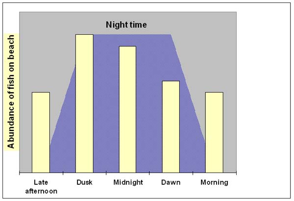 Note that fish were coming inshore at dusk and, of course this may be when they are hungriest.