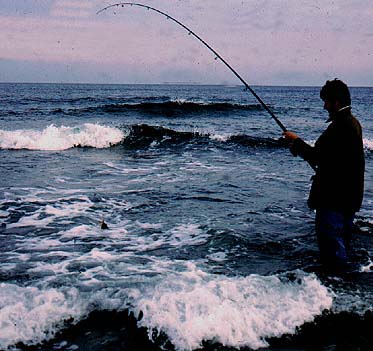 Bass rarely go for snags and can usually be played out in open water.